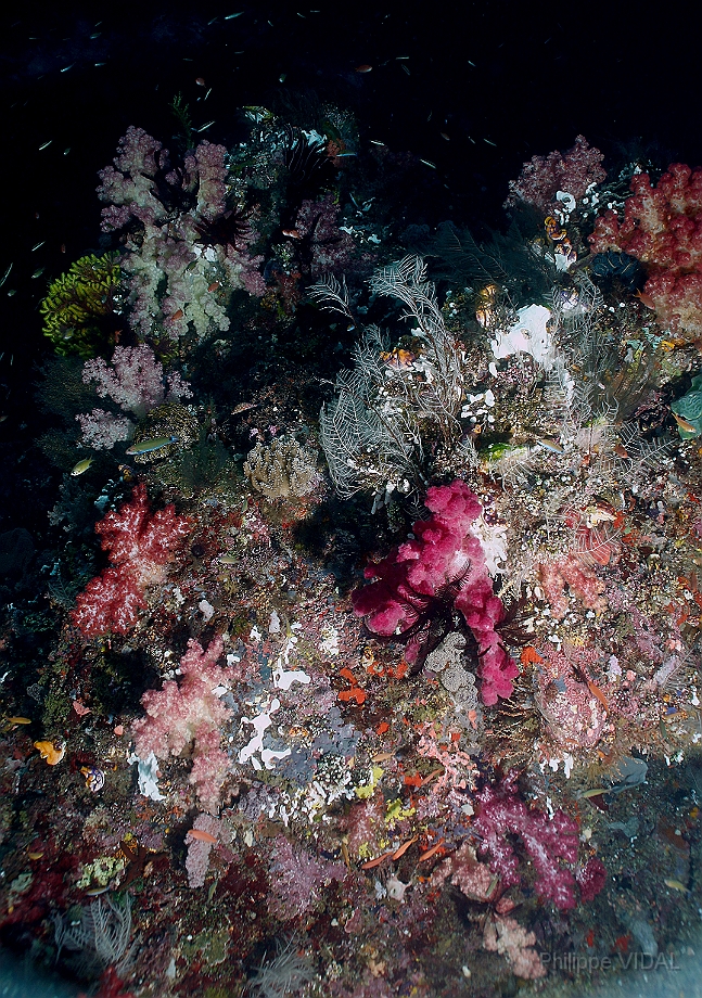 Raja Ampat 2016 - Corail - IMG_4779_rc.jpg